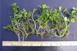 Normal color stunted shoots, Note: uniform axilary proliferation from one stem