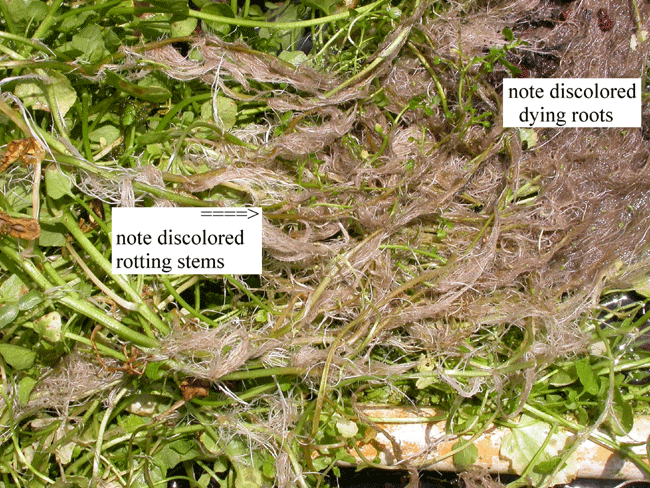 Discolored Roots