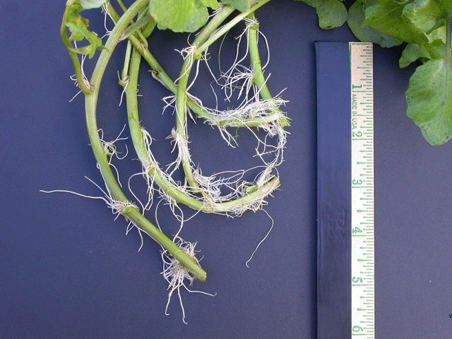 Shortened Root System