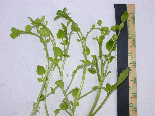 Diseased symptom: Narrow leaflets, etiolated effect, early symptom