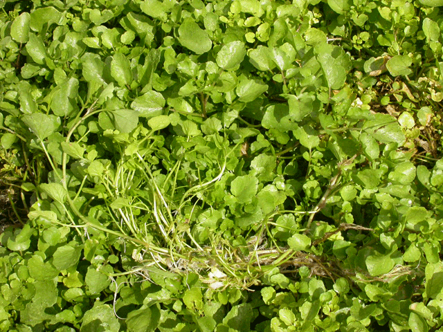 Infected shoots (underside)