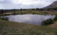 lagoon at a dairy in Waianae, Oahu 
