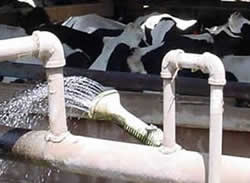 dairy cows